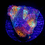 LRO Tye Dye Echinata
