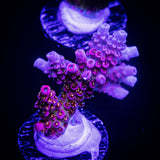 WWC Jello Shot Acro