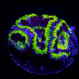 Green Rim Acan