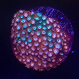 JF Fender Bender Cyphastrea