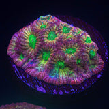 JF Fairy Ring Favia