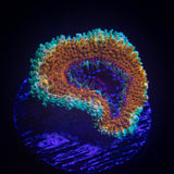 Banana Boat Acan