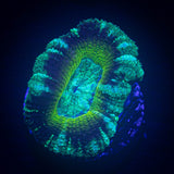 Swamp Thing Asian Acan