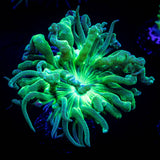Aquacultured Duncans