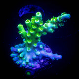 LRO Toxic Green Acro