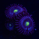 Blue Dream Zoas