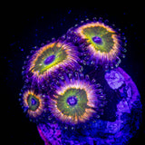 Raptors Rainbow Zoas