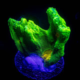 Space Invader Pectinia