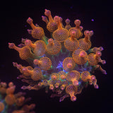 Rainbow Bubble Tip Anemone