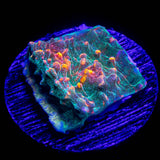 LRO Fukushima Chalice