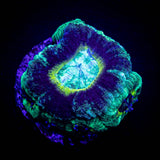 Swamp Thing Asian Acan