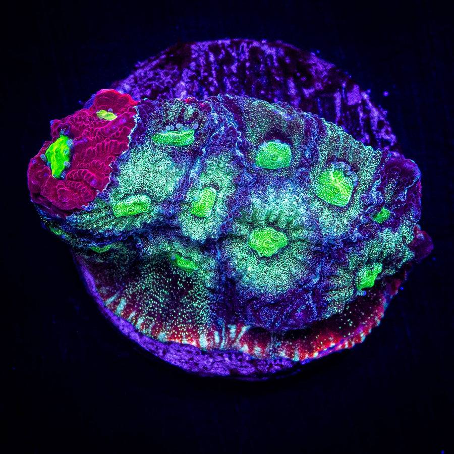 Grafted War Coral Summer 2026 For Sale | Living Reef Orlando