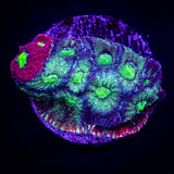 Grafted War Coral