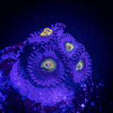 WWC AOI Zoas