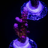 PC Rainbow Acro