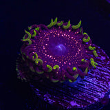 UC Psychosis Zoa HOT