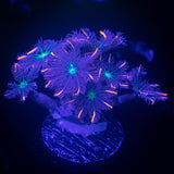 Rainbow Clove Polyps