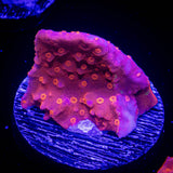 Flaming Setosa