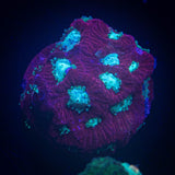 Teal Eye Favia