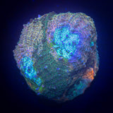 LRO Whirly Pop Echinata