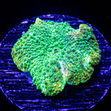 Snake Skin Discosoma