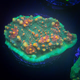 LRO Fukushima Chalice