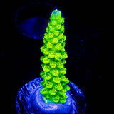 Bali Green Slimer Acro