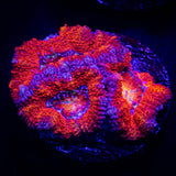 Magma Acan