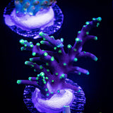 LRO Xtreme Pacman Acro