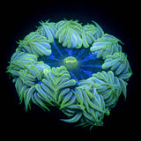 Ultra Rock Flower