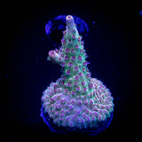 Gregs Unicorn Acro