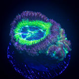 Jawbreaker Asian Acan
