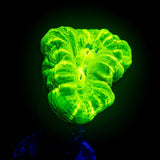 Kryptonite Trumpet
