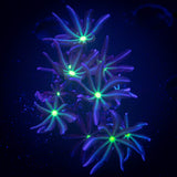Daisy Clove Polyps