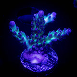LRO Green Lantern Acro