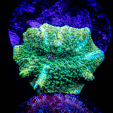 Snakeskin Discosoma