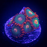 Gatorade Zoas