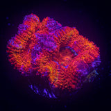 Purple Ring Acan
