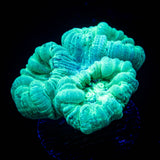 Teal Trumpets