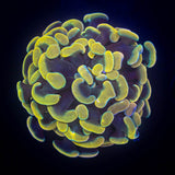 Pink Hologram Hammer