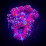 Sweetheart Acan