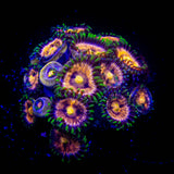 Lazer Lemon Zoas