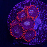 Fire and Ice Zoas