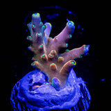 CB Flaming Unicorn Acro