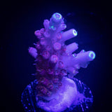 LRO Dragon Tales Acro