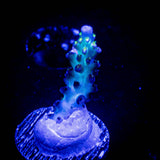 LRO Lightning Bug Acro