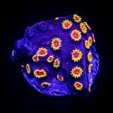 WWC Bizzaro Cyphastrea