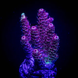 LRO Snow Dragon Acro