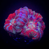 Ring Of Fire Asian Acan