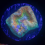 Prismatic Favia